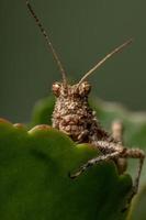 Short horned Grasshopper photo