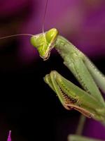 Mantis hembra adulta del género oxyopsis sobre una flor rosa foto