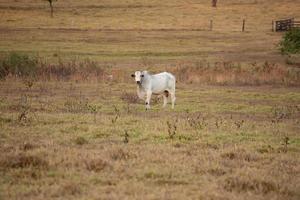 Adult cow in a farm photo