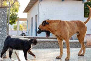 Abandoned dog and cat interacting photo