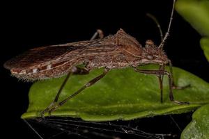 Adult Broad-headed Bug photo