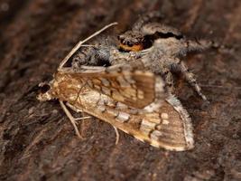 Gray Wall Jumping Spider preying a Assembly Moth photo
