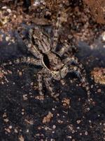 Gray Wall Jumping Spider photo