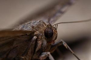 polilla bruja negra foto