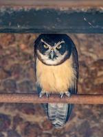 Spectacled Owl animal photo