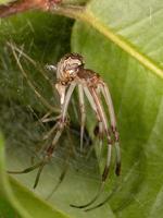 Small Brown Widow photo