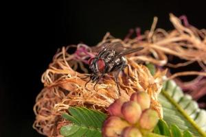 Adult House Fly photo