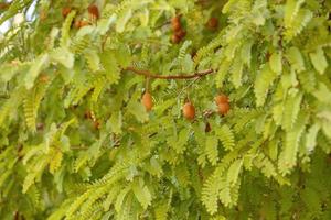 hojas de un árbol tomarindo con algunos frutos foto