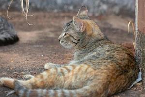 gato doméstico salvaje foto