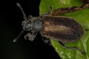 escarabajo adulto de articulaciones largas foto