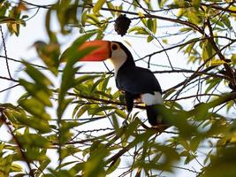 Adult Toco Toucan photo