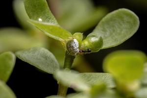 Cochinilla con una hormiga en una planta de verdolaga común