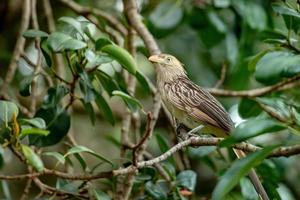 Guira Cuckoo animal photo