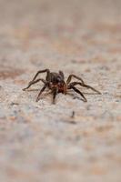 Brazilian Prowling Spider photo