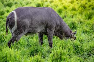 animal salvaje de waterbuck foto