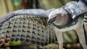 Harpy Eagle Animal photo