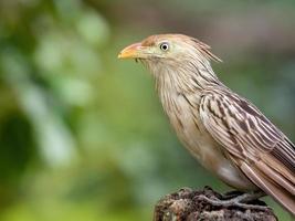 Guira Cuckoo animal photo