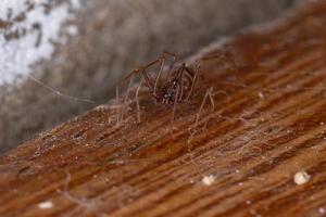 Brown Spitting Spider photo