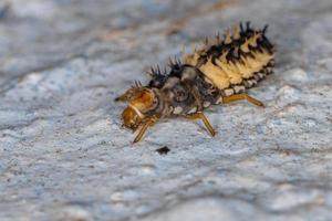 larva de escarabajo asiático foto