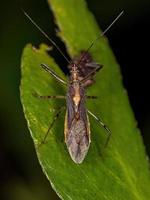 Adult Assassin Bug photo