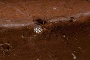 Brown Widow Spider photo