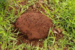 Small Termite Mound photo