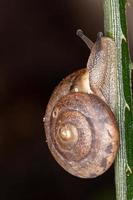 Asian Tramp Snail photo