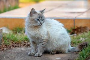 Feral domestic cat photo