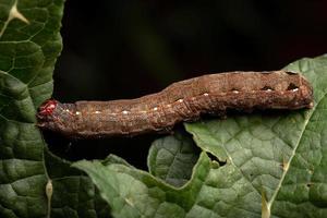 oruga comiendo una hoja foto