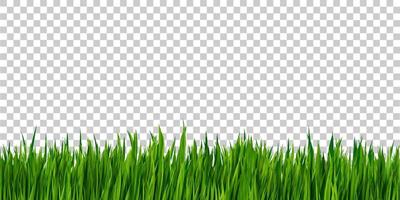 Green grass border isolated on transparent background, grass field vector