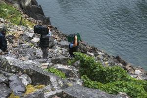 Lugo,Galicia, Spain,2021- Men carrying boxes of grapes down steep slopes to the motor boat that will transport them. photo