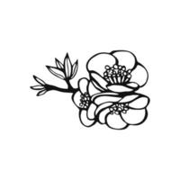 Hand drawn plants outline. Floral and leave element. Line art style isolated on white background. vector