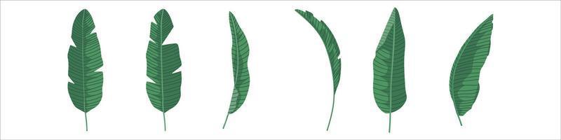Banana Leaf vector