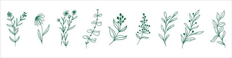 hand drawn botanical leaf vector eps 10