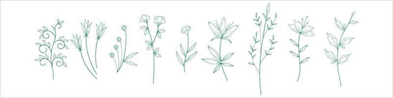 hand drawn botanical leaf vector