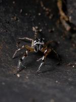 Small Jumping spider photo