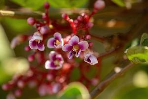 flor de árbol de carambola