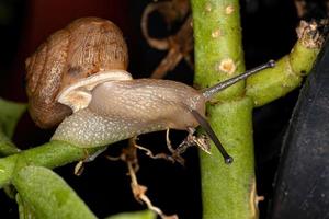 Asian Tramp Snail photo