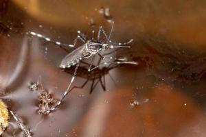 Adult Asian Tiger Mosquito