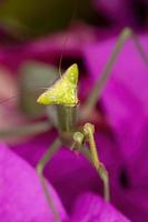 Mantis hembra adulta del género oxyopsis sobre una flor rosa
