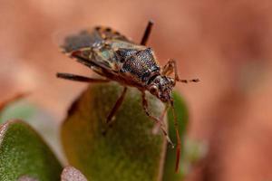 Adult Scentless Plant Bug photo