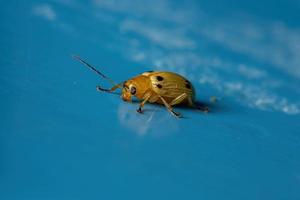 escarabajo de hoja amarilla foto
