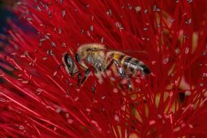 Adult Western Honey Bee photo