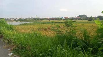 See the view of the yellowing rice fields using a bicycle