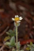 Tridax Daisy Flower photo