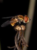 Adult Bristle Fly photo