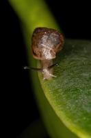 Adult Helicinan Snail photo