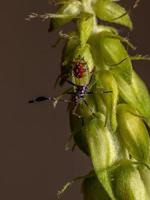 Leaf-footed Bug Nymph photo