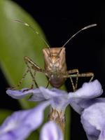 Adult  Leaf-footed Bug photo