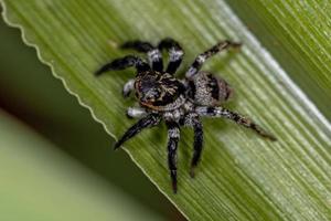 Adult jumping spider photo